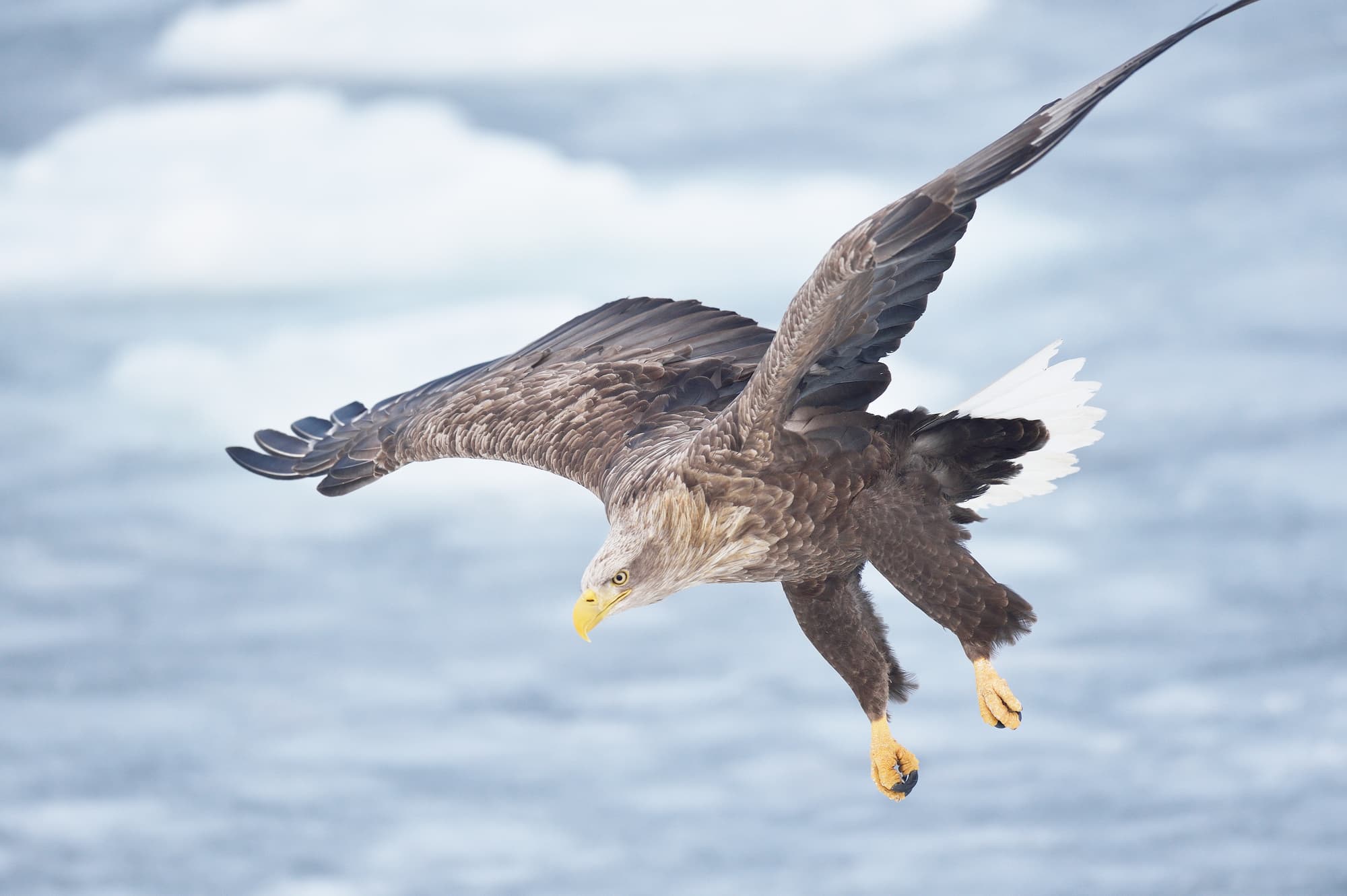 流氷の上を飛ぶ絶滅危惧種のオジロワシ